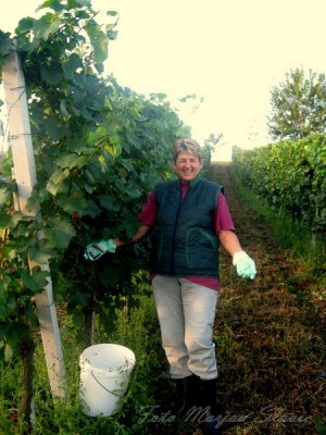 Radgonske gorice že intenzivno pobirajo letošnji pridelek