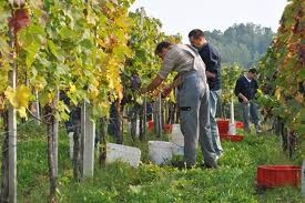 Vinarji obljubljajo večinoma dobro letino