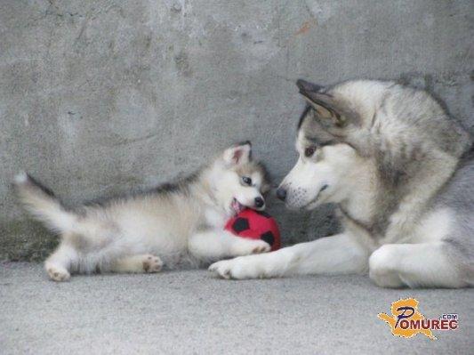 Svetovni dan živali posvečen vsem živalskim vrstam
