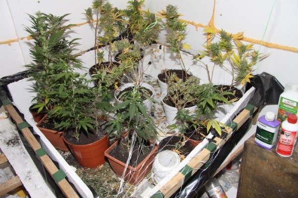 30-letnik z radgonskega območja konopljo gojil v čebelnjaku