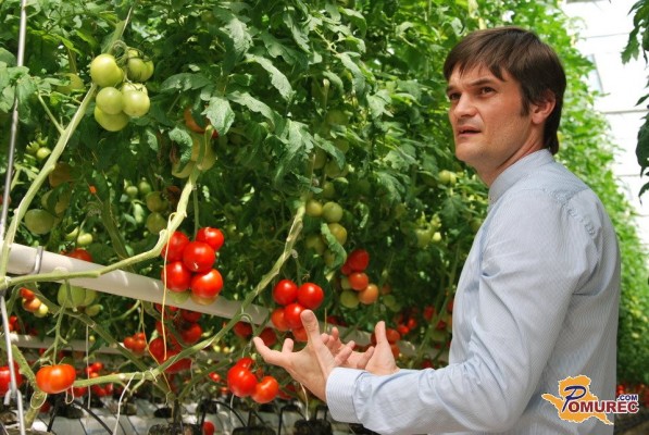 FOTO: Že druga sezona zrelih paradižnikov v renkovskih rastlinjakih