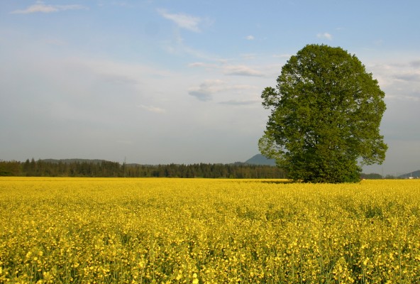 Vzpostavitev trajne rodovitnosti tal s pomočjo produktov podjetja Meko 