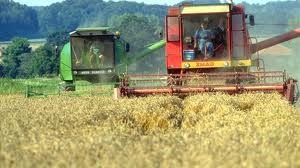  Letos v Pomurju manj pšenice, slabša tudi kakovost