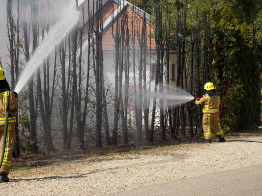 Zagorele ciprese ob teniških igriščih na Razlagovi