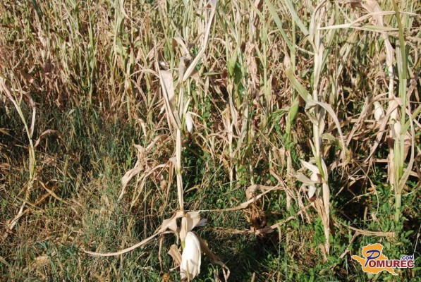 FOTO: V Pomurju posledic suše za 21 milijonov evrov, v celotni Sloveniji pa šestkrat toliko