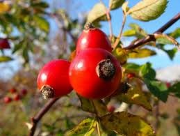 S šipkom proti spomladanski utrujenosti