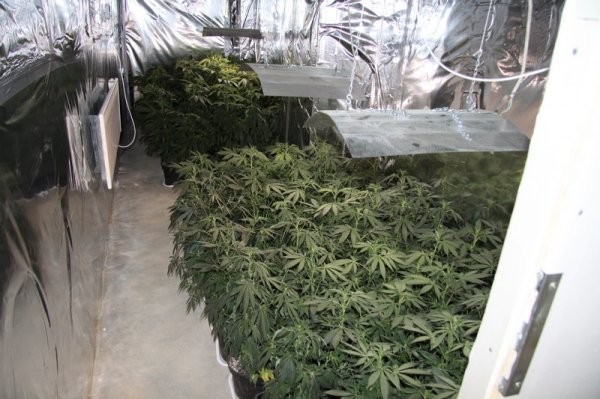 V dveh primerih prijeti pridelovalci konoplje