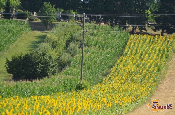 Višina odškodnin za spremembo namembnosti kmetijskih zemljišč bo nižja