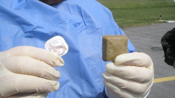 Danes pričetek odmetavanja vab, napolnjenih s cepivom