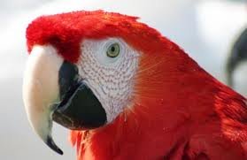 Papiga in tuji jeziki