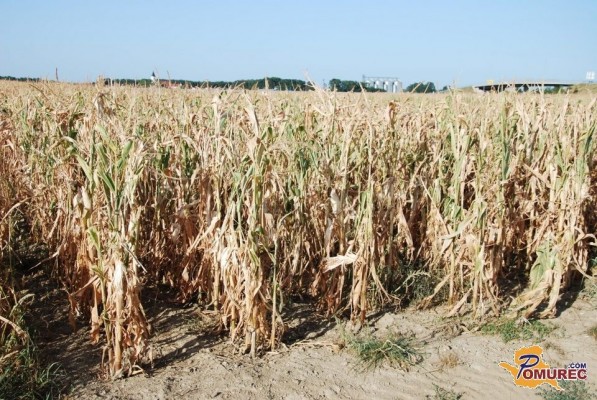 V Sloveniji letos pridelali manj koruze in krompirja