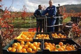 Poletje je priložnost za sezonska dela  - tudi v Pomurju