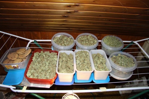 Policisti odkrili prostor za gojenje prepovedane droge