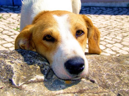 Ob veliki noči ne pozabite na živali