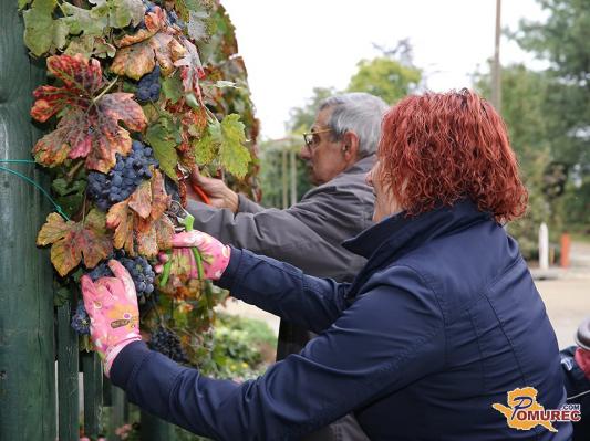FOTO: V Turnišču že petič obrali staro trto z Lenta