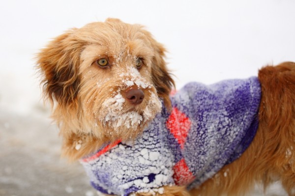 V mrzlih zimskih dneh živali potrebujejo večjo skrb