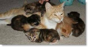 Zaključena akcija sterilizacije in kastracije v Pomurju 