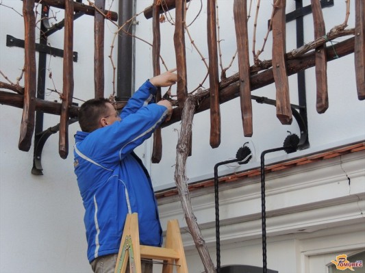 FOTO: V Ljutomeru opravili tradicionalni rez vinske trte
